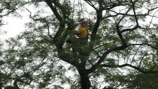 rooien van een acacia boom in Prinsenbeek